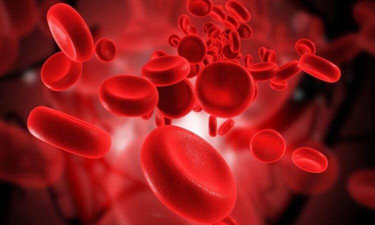 manfaat sel-sel darah merah bagi tubuh, fungsi sel darah putih, fungsi sel darah merah dan putih bagi tubuh, fungsi keping darah, fungsi plasma darah bagi tubuh, struktur sel darah merah pada tubuh, fungsi sel darah merah brainly, fungsi trombosit bagi tubuh, fungsi eritrosit bagi tubuh