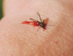Apa itu Prevalensi dan Penyebab Demam Berdarah Dengeu?