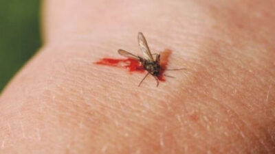 pengertian prevalensi dan penyebab serta gejala demam berdarah dengue secara umum