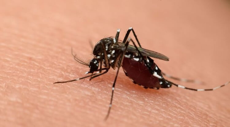 pengertian prevalensi dan penyebab serta gejala demam berdarah dengue