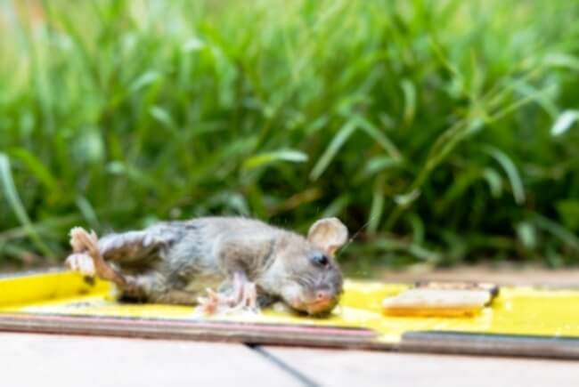 tips trik dan cara usir tikus di dalam rumah secara alami yang efektif dan ampuh