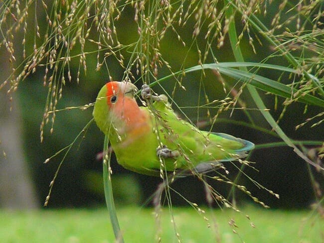 makanan burung lovebird di habitat alami