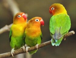 Peluang Bisnis dan Cara Budidaya Ternak Burung Lovebird
