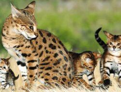 11 Cara Merawat Kucing Hutan Agar Sehat & Jinak Untuk Pemula