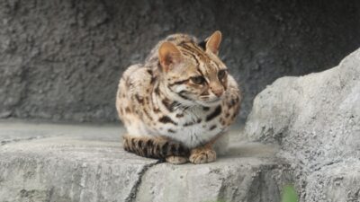 Harga Kucing Hutan di Indonesia Terbaru 2021