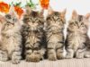 Jenis Kucing Maine Coon: Profil, Sejarah, Ciri, Karakteristik & Sifatnya