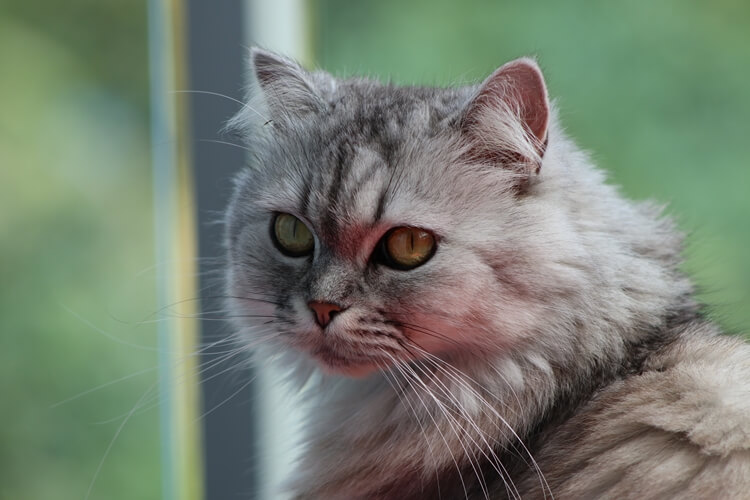 jenis kucing persia