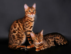 Kucing Bengal: Harga, Ciri, Karakter, Jenis dan Cara Merawat