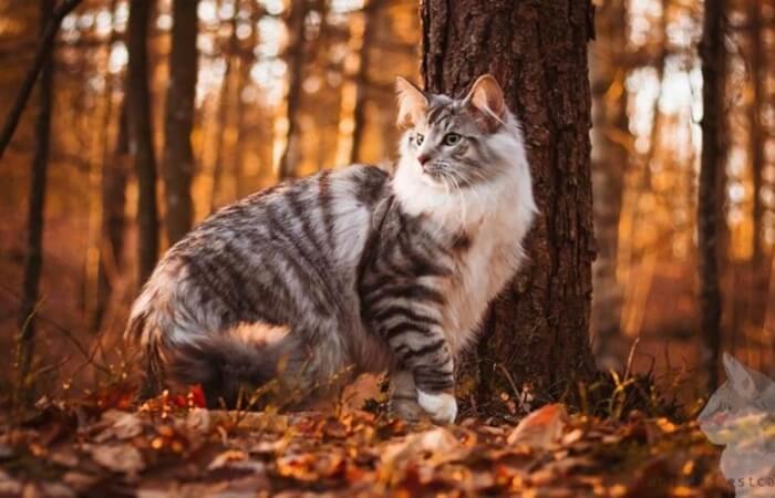 jenis kucing hutan