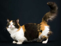 Kucing Munchkin: Ciri, Karakter, Harga & Cara Merawatnya