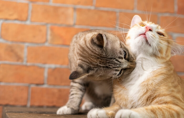 penyebab dan cara mengatasi kucing tidak mau makan