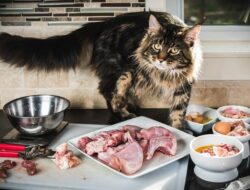 12 Makanan Kucing Maine Coon Dewasa & Kitten Terbaik 2021