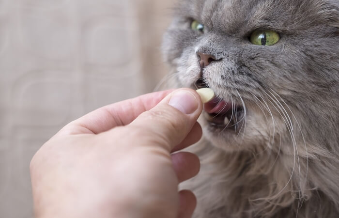 penyebab dan cara mengatasi kucing tidak mau makan