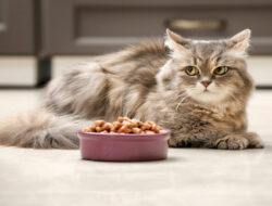11 Penyebab & Cara Mengatasi Kucing Tidak Mau Makan
