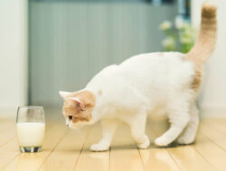 10 Daftar Merk Susu Kucing Terbaik No. 1 di Indonesia 2021