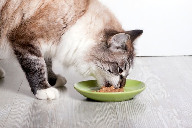 makanan kucing persia