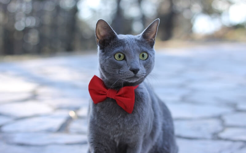 kucing russian blue