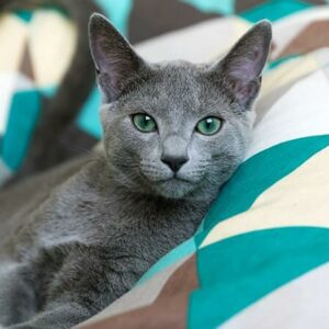 Kucing Russian Blue: Harga, Ciri, Sifat, Makanan dan Cara Merawat