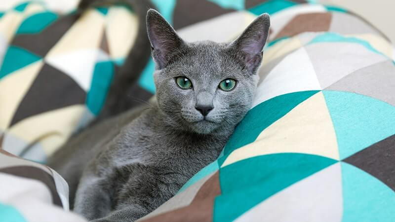 kucing russian blue