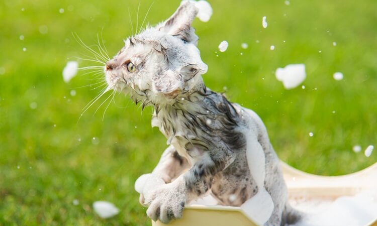 shampo kucing terbaik