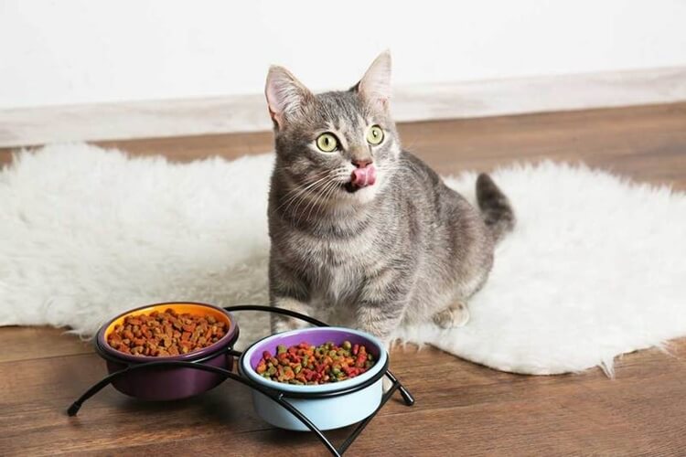 makanan kucing persia
