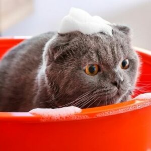 18 Merk Shampo Kucing yang Bagus dan Terbaik