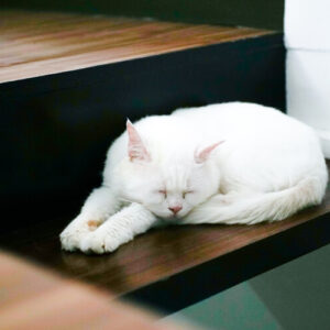 15 Penyebab Kucing Suka Tidur Terus Menerus & Cara Mengatasinya
