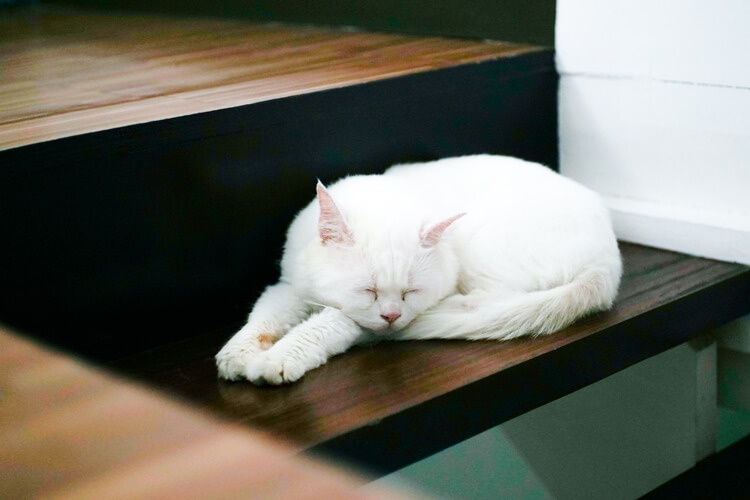penyebab kucing tidur terus dan cara mengatasinya