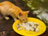 Stop Berikan Kucing Nasi Jika Kamu Tak Ingin Terjadi Hal Ini