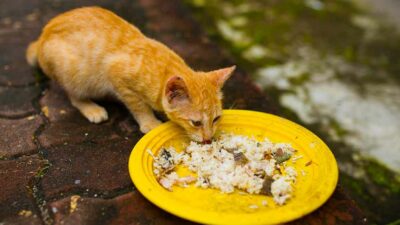 stop berikan kucing nasi jika kamu tak ingin terjadi hal ini