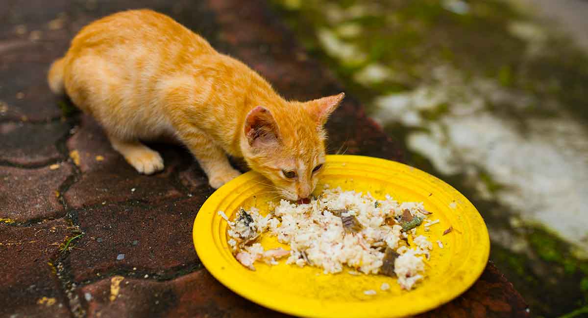 stop berikan kucing nasi jika kamu tak ingin terjadi hal ini