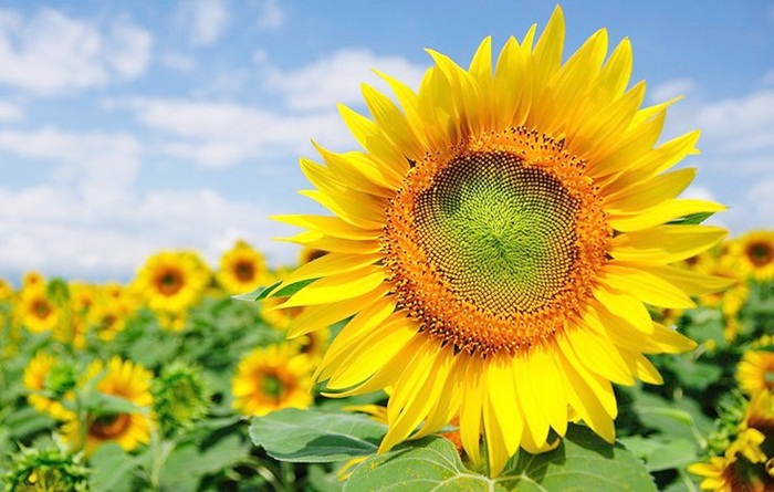 Mengenal Tanaman Bunga Matahari dan 14 Jenisnya