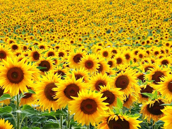 Mengenal Tanaman Bunga Matahari dan 14 Jenisnya